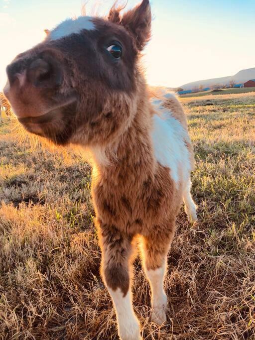 Willa Madeline Farms Luray Zewnętrze zdjęcie