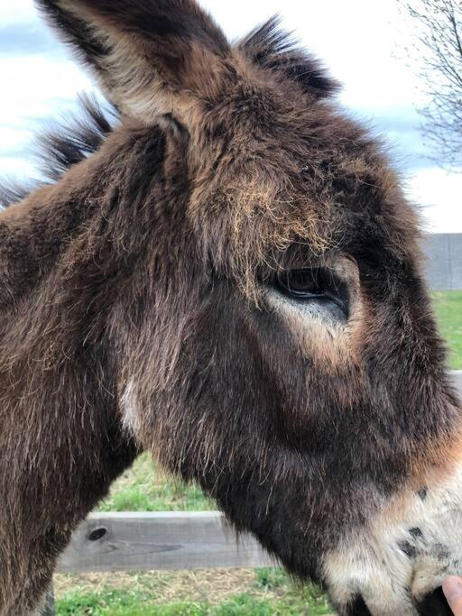 Willa Madeline Farms Luray Zewnętrze zdjęcie